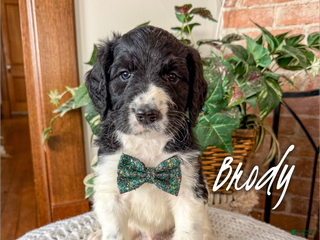 Mixed Breed dogs Brody - Ad 4