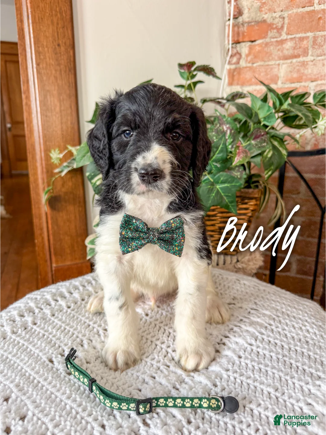 Saint Berdoodles dogs for sale: Brody - Ad 3