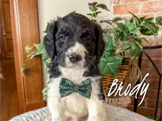 Mixed Breed dogs Brody - Ad 8