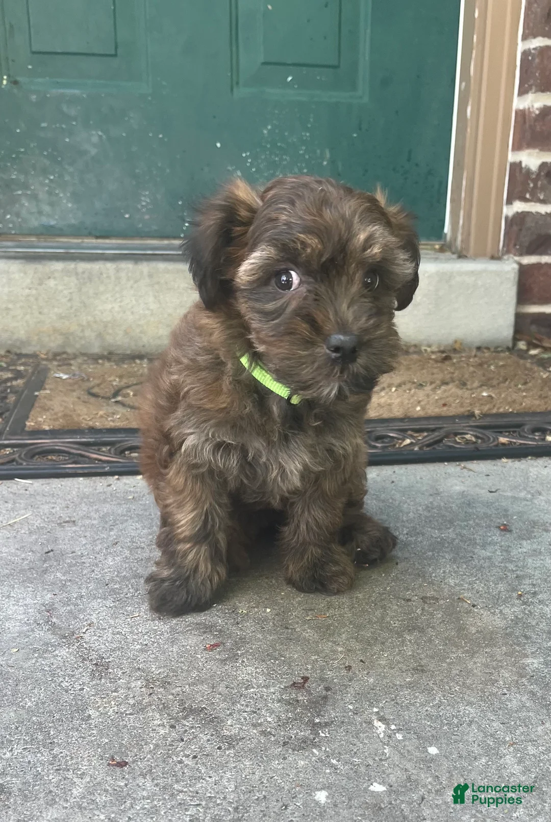 Mixed Breed dogs for sale: Teddy  - Ad 5