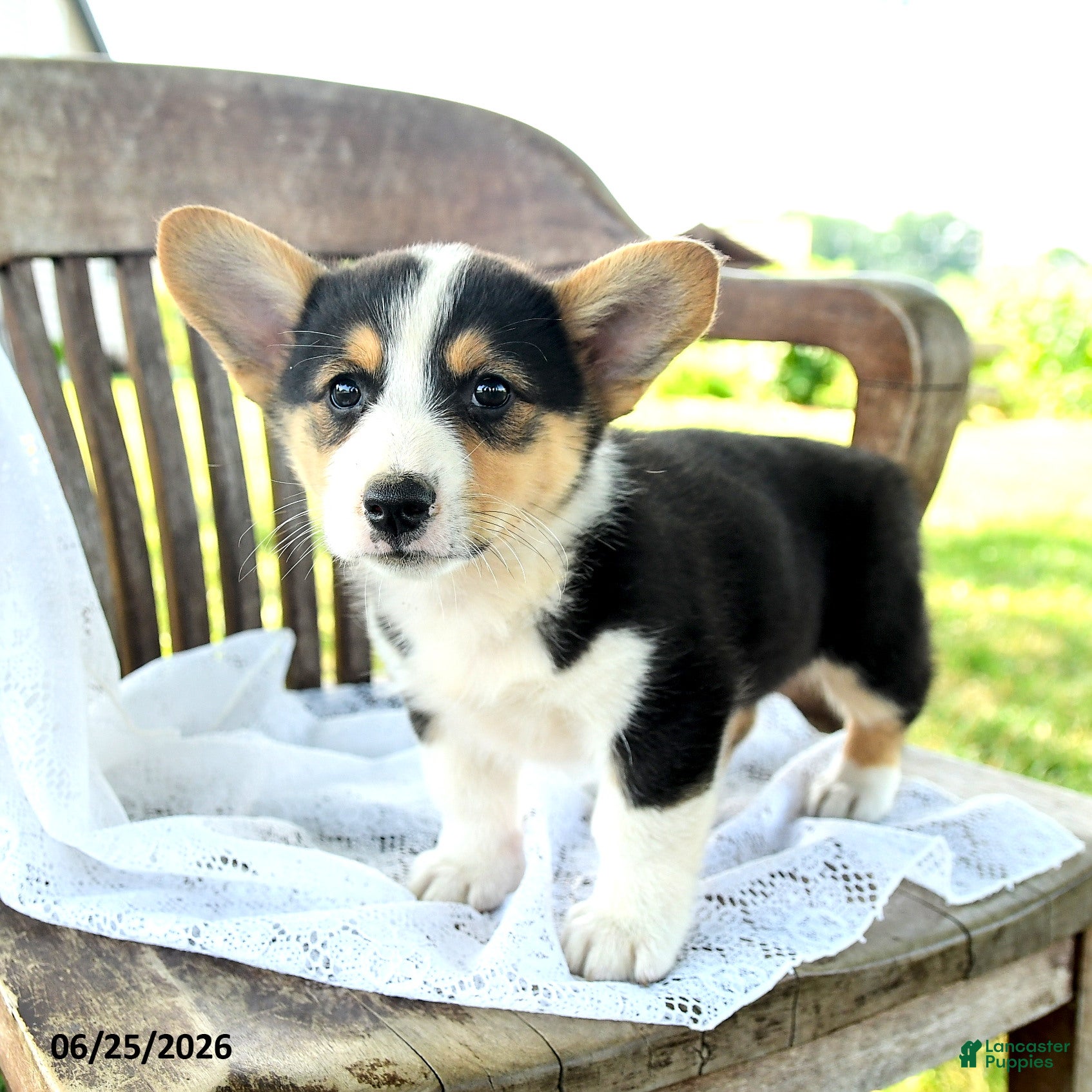 Welsh Corgi Pembroke dogs Renata - Ad 2