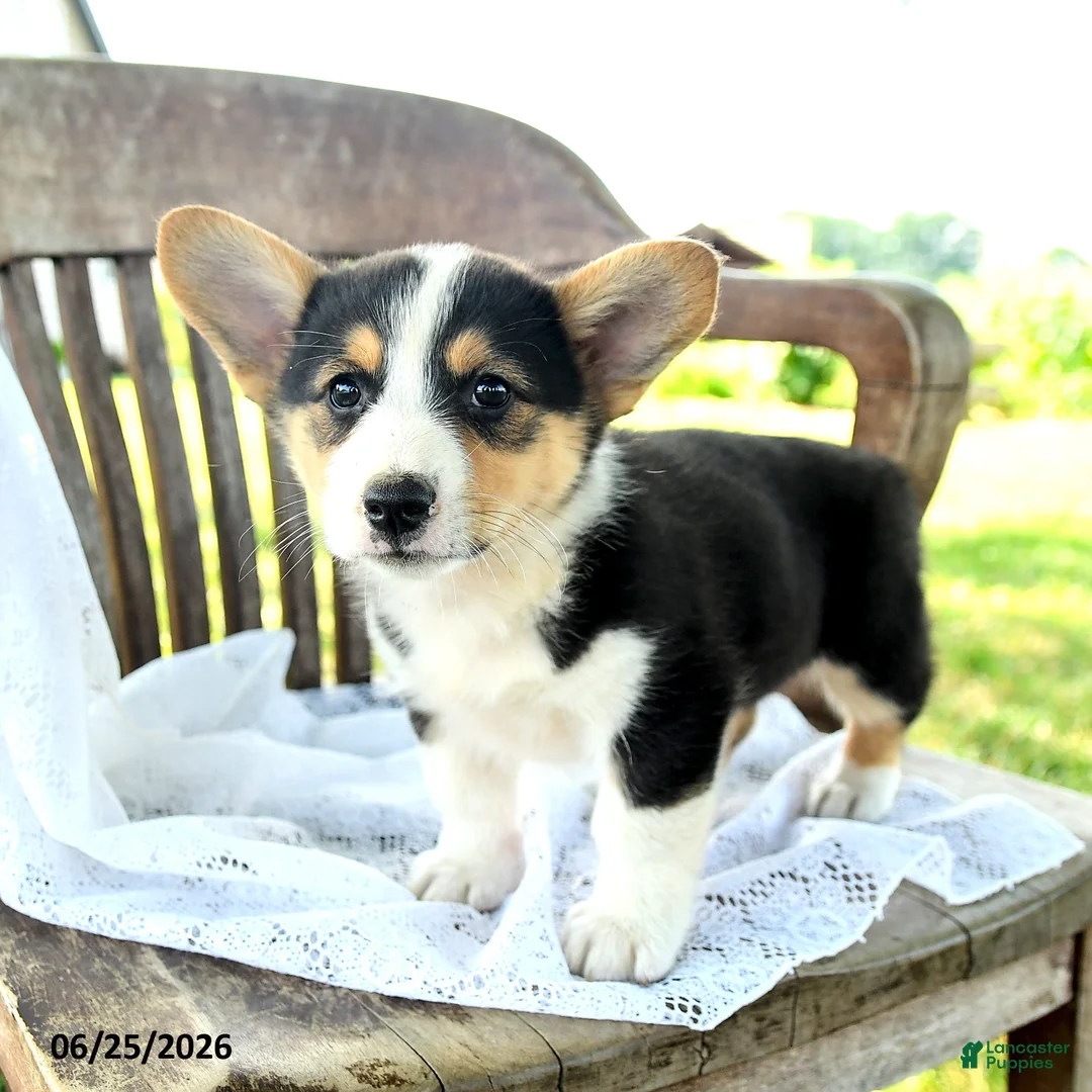 Welsh Corgi Pembroke dogs for sale: Renata - Ad 2