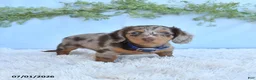 Miniature Dachshund dogs for sale: Rambo - Ad 4
