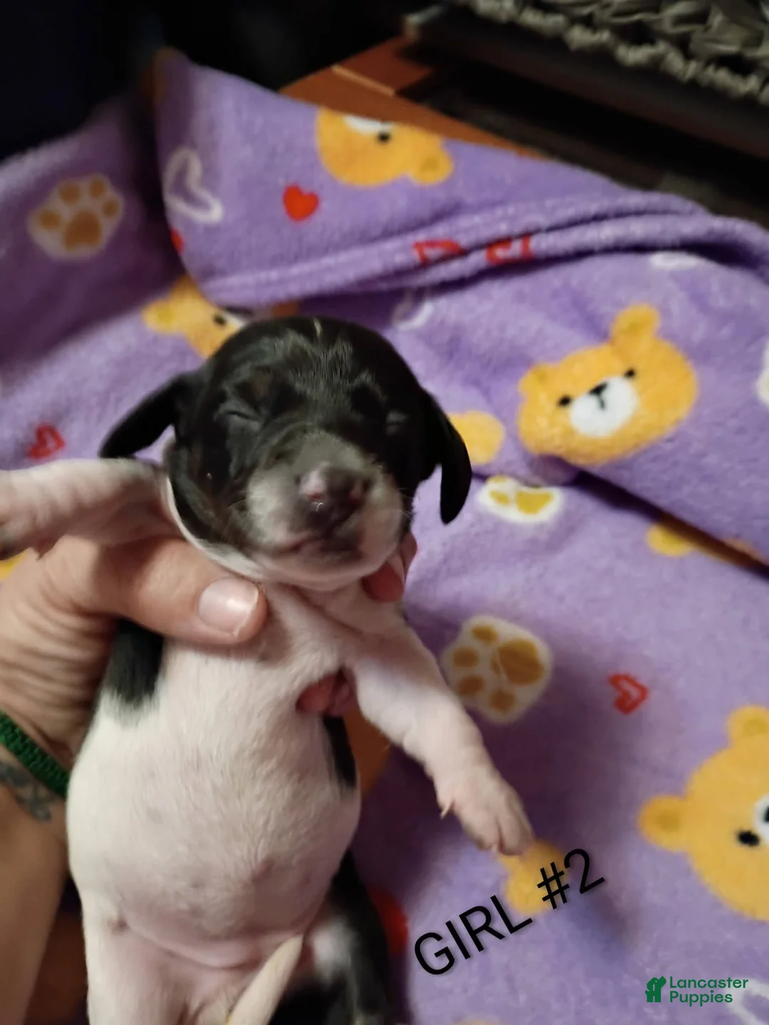 Miniature Dachshund dogs for sale: Miniature Dachshund Puppy 6 - Ad 2