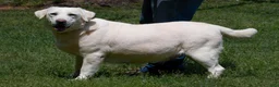 Labrador Retriever dogs for sale: Elijah - Ad 6
