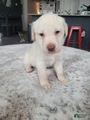 Labrador Retriever Puppy 2