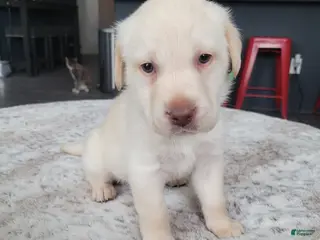 Labrador Retriever dogs for sale: Labrador Retriever Puppy 2 - Ad 3