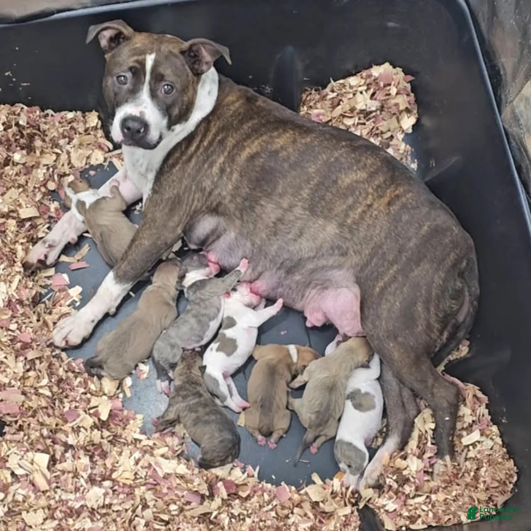 American Bully dogs for sale: American Bully Puppy 6 - Ad 2
