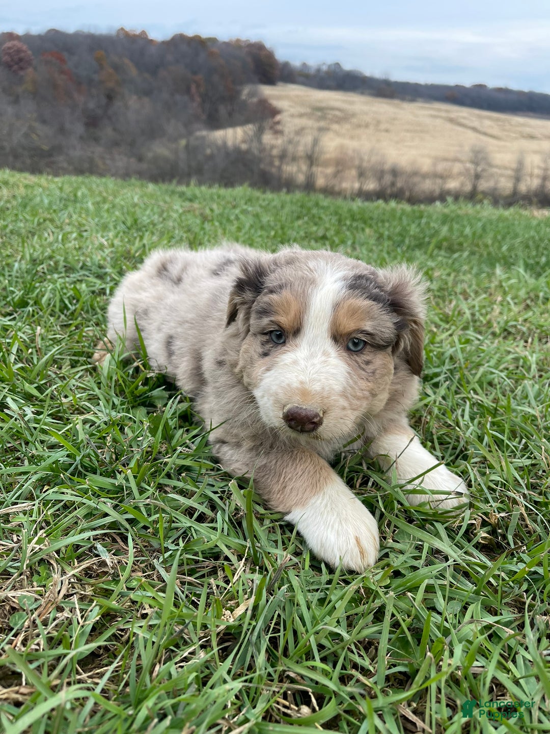 Australian Shepherd dogs for sale: Percy - Ad 9