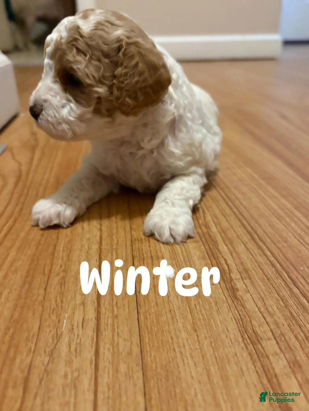 Cavapoo dogs for sale: Cavapoo Puppy 4 - Ad 2