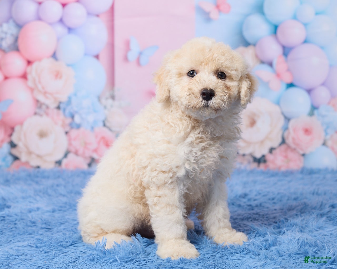 Aussiedoodle dogs Ace - Ad 2