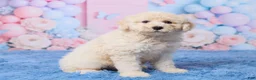 Aussiedoodle dogs for sale: Ace - Ad 2