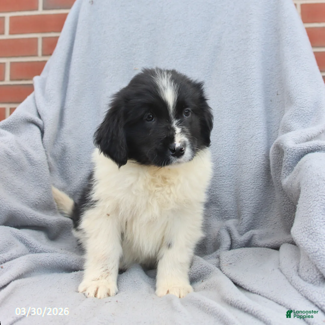 Newfoundland dogs for sale: Mia  - Ad 2