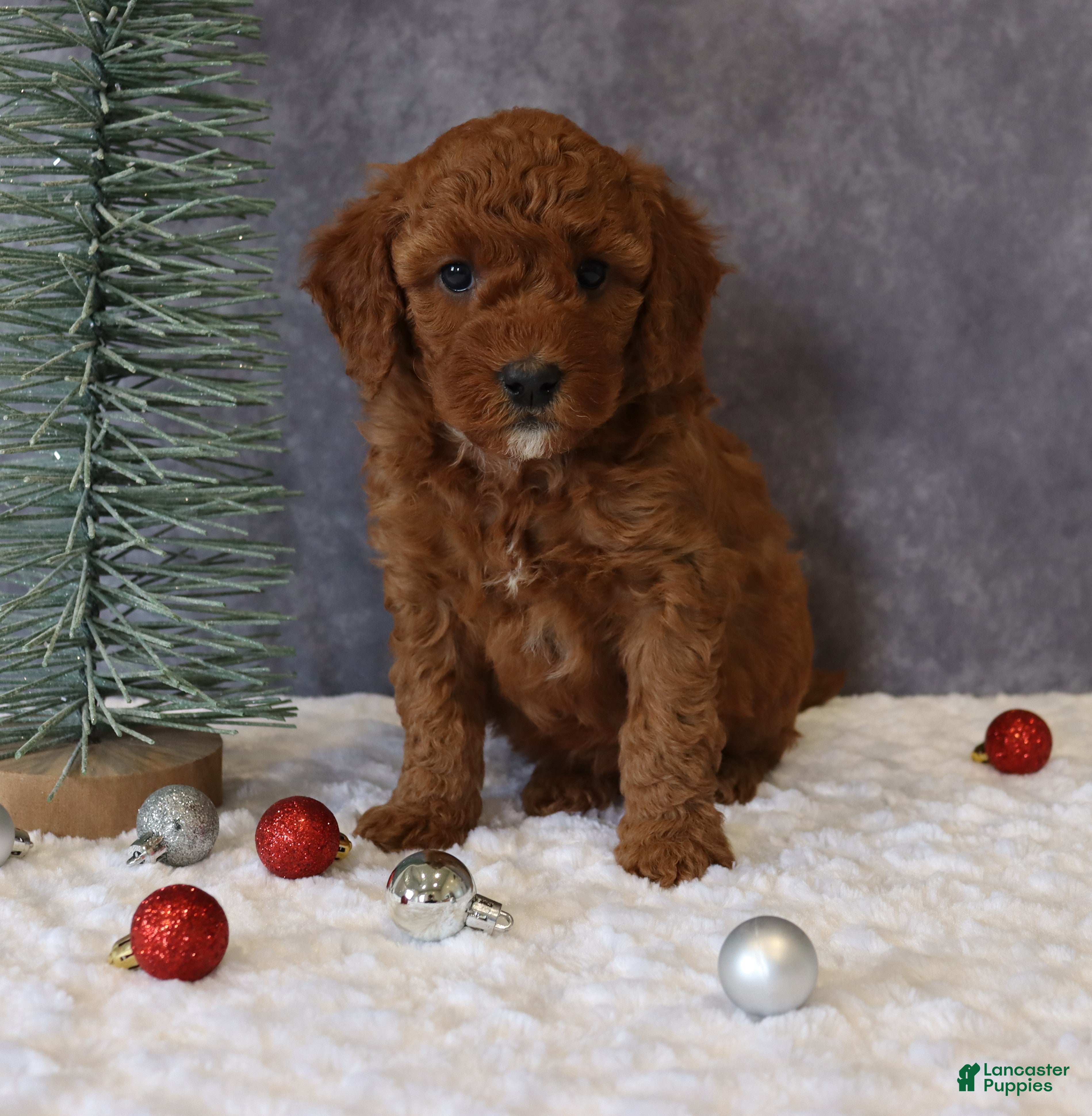 Mini Goldendoodle dogs Macy - Ad 39
