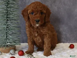 Mini Goldendoodle dogs Macy - Ad 41