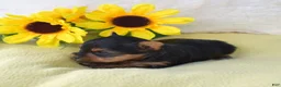 Yorkshire Terrier dogs for sale: Mickey - Ad 5