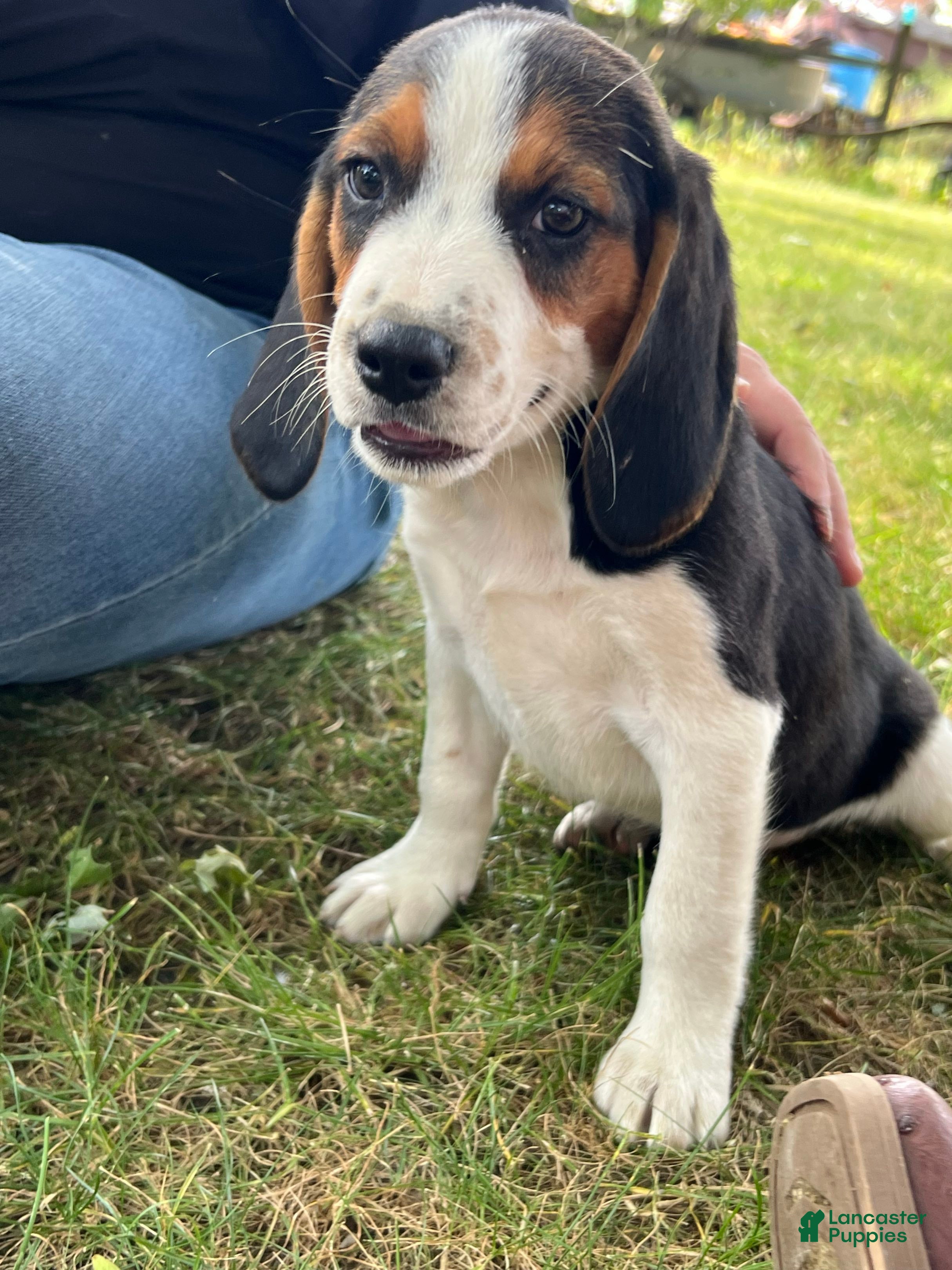 Beagle Puppies for sale in Ohio Lancaster Puppies