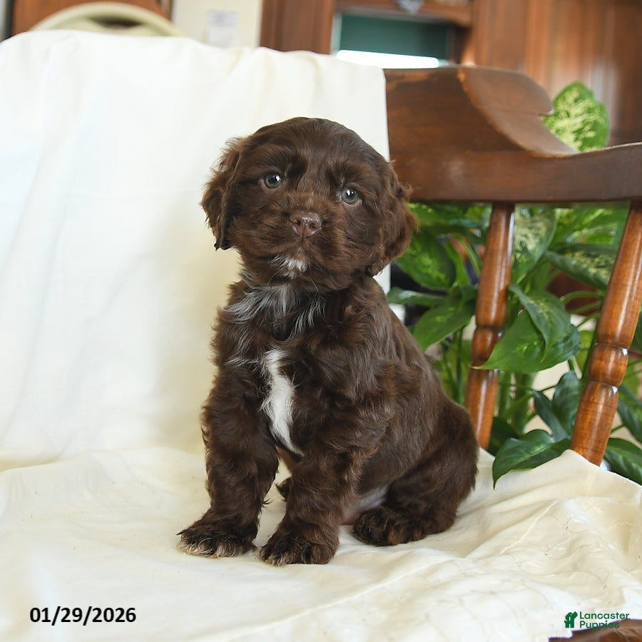 English Cocker Spaniel dogs Cosmo   - Ad 5