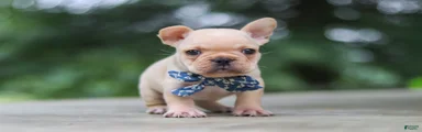 Cody