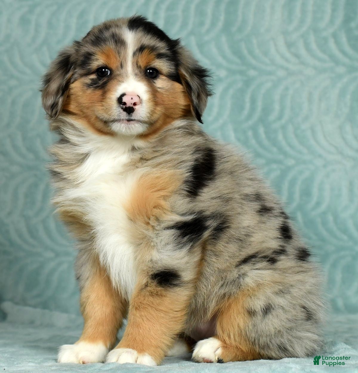 Australian Shepherd Puppies for sale in Lansing, Michigan