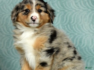 Australian Shepherd dogs - Ad 26