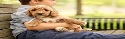 Mini Goldendoodle dogs for sale: Barnaby - Ad 2