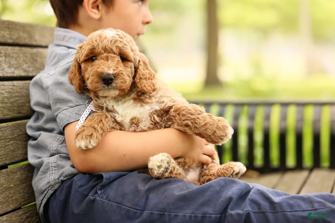 Mini Goldendoodle dogs for sale: Barnaby - Ad 2