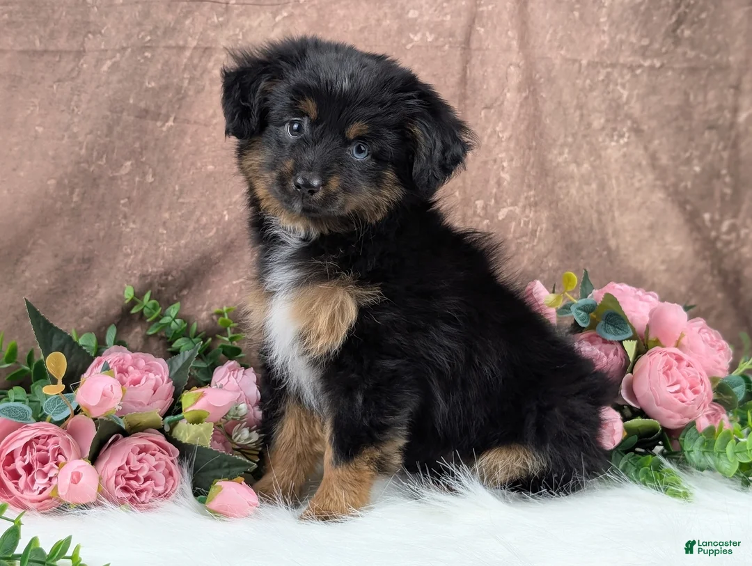 Toy Australian Shepherd dogs for sale: Brittlyn - Ad 1