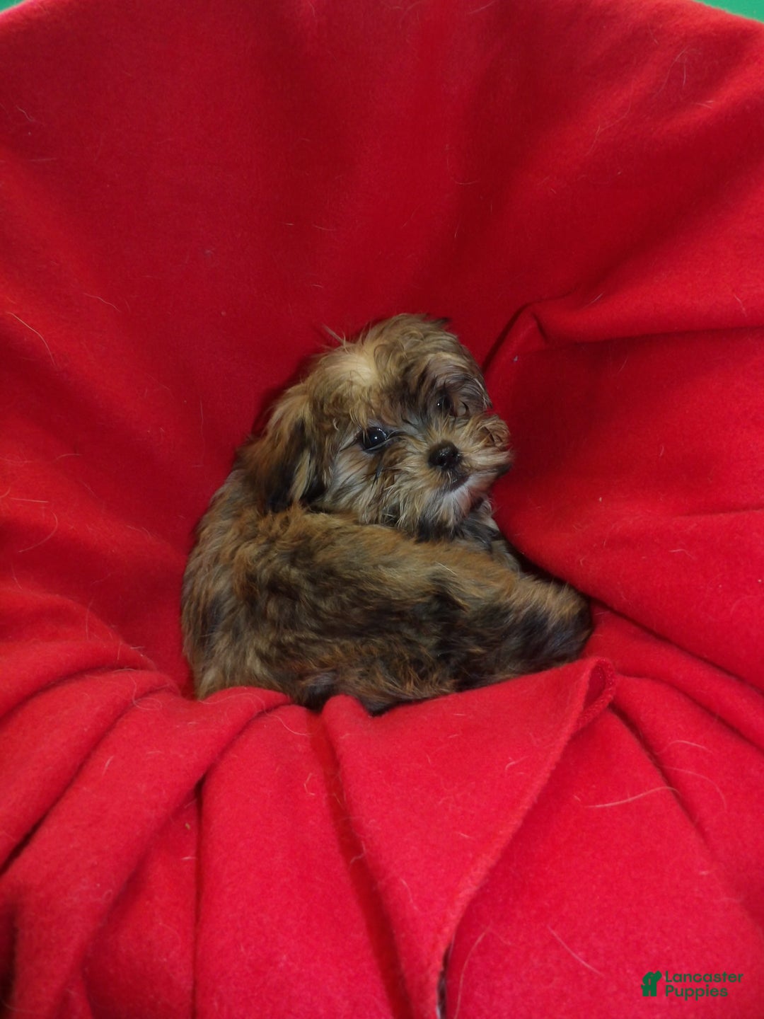 Shorkie dogs for sale: Jackson - Ad 4