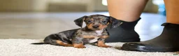 Miniature Dachshund dogs for sale: Jackson - Ad 11