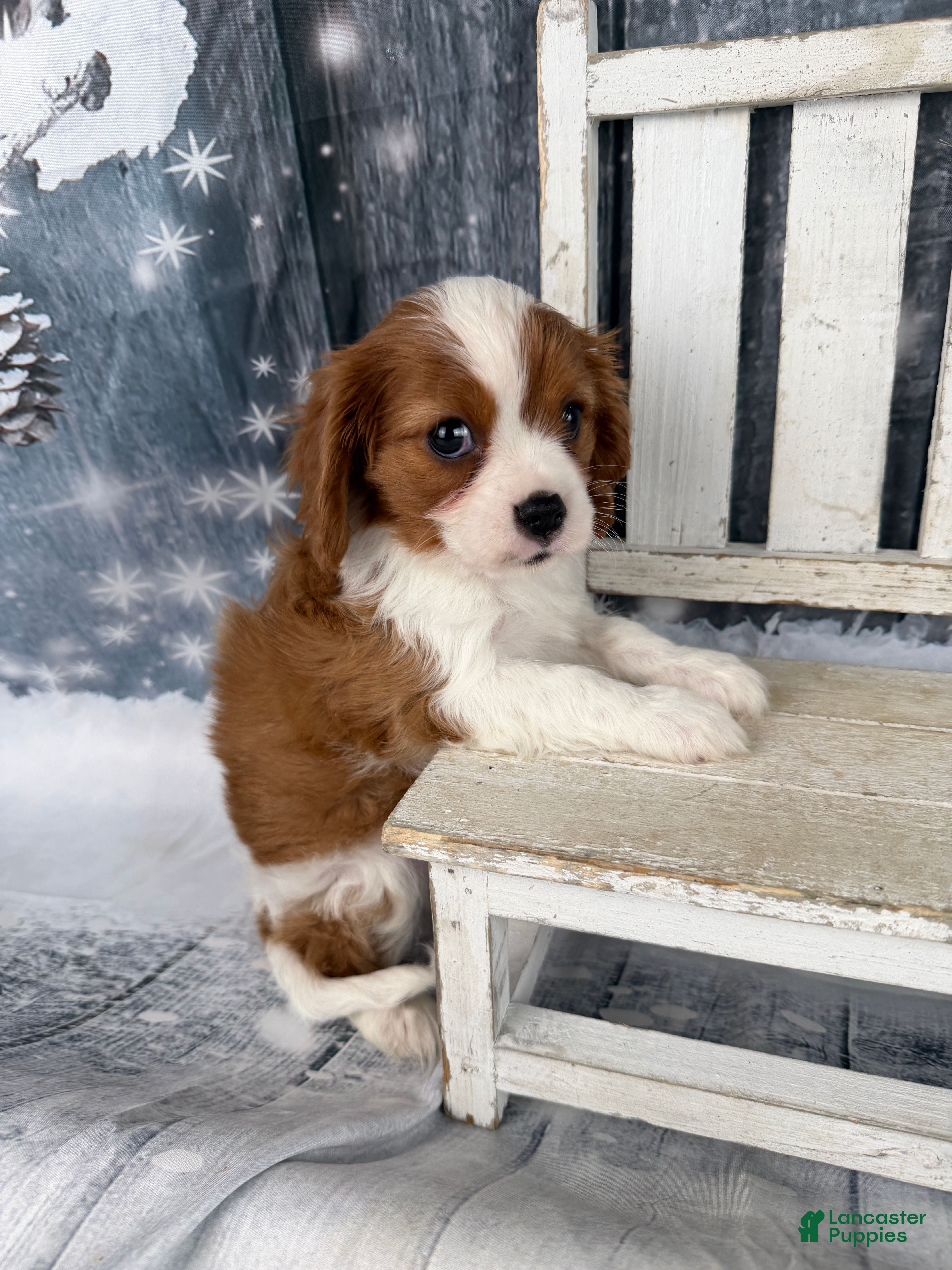 Cavalier King Charles Spaniel dogs Slash - Ad 4