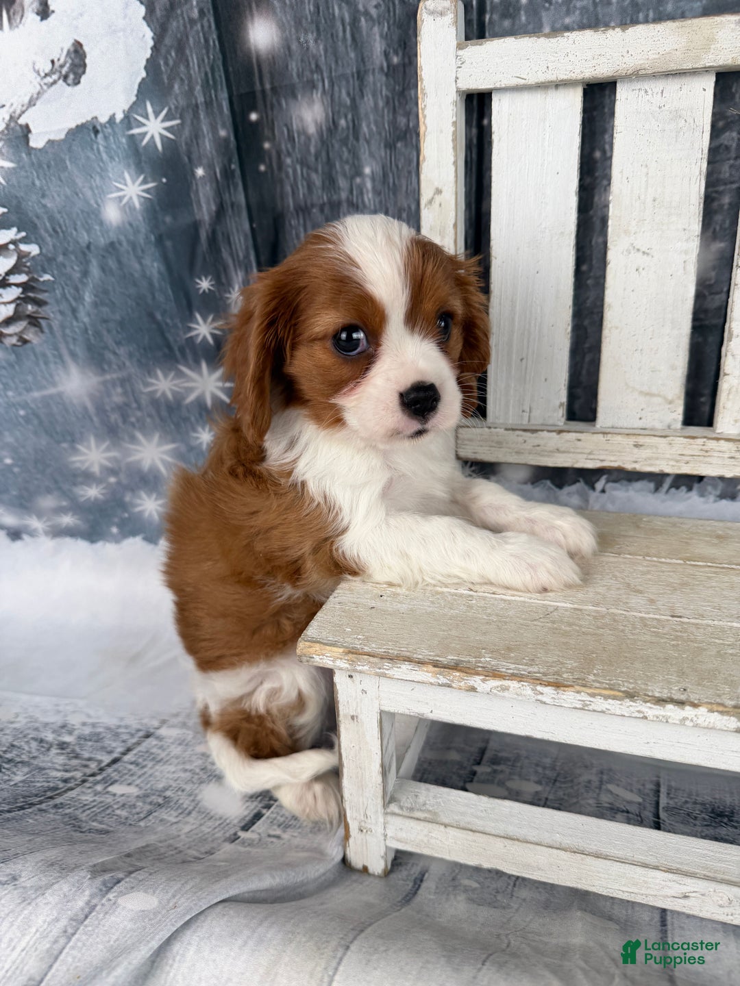Cavalier King Charles Spaniel dogs for sale: Slash - Ad 1