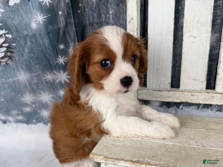 Cavalier King Charles Spaniel dogs Slash - Ad 4
