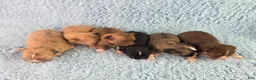 Chihuahua dogs for sale: AKC Charlotte - Ad 15