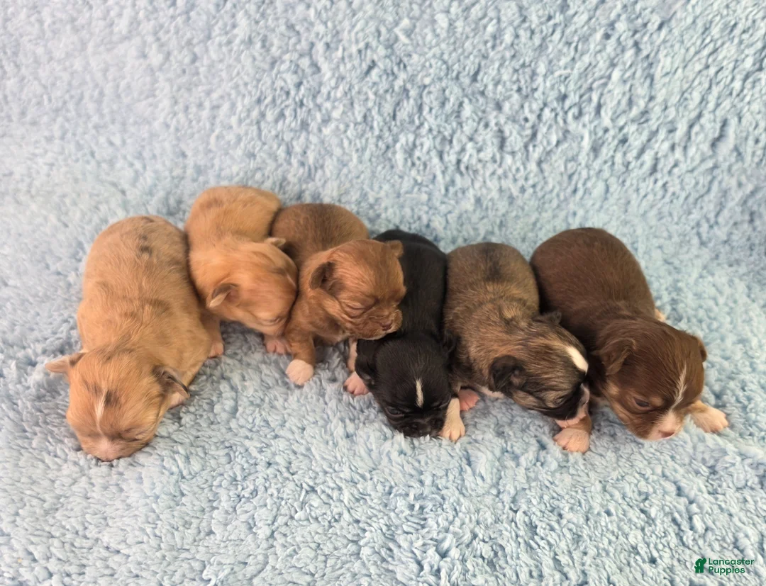 Chihuahua dogs for sale: AKC Charlotte - Ad 15