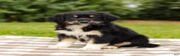 Aussiedoodle dogs for sale: Paige Standard Sized - Ad 4