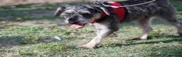 Miniature Schnauzer dogs for sale: Yoshi - Ad 8