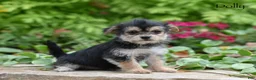 Morkie dogs for sale: Dolly - Ad 3