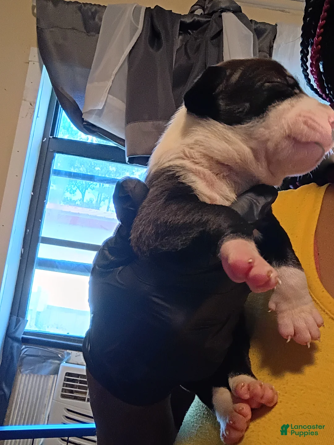 Mixed Breed dogs for sale: Mixed Breed Puppy 4 - Ad 2