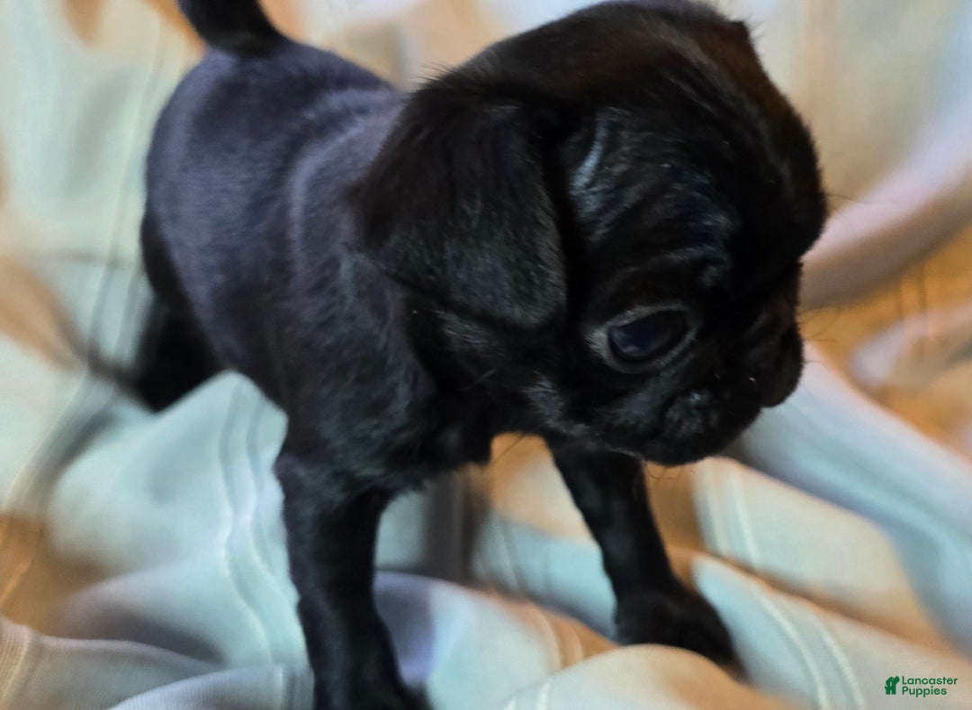 Pug dogs for sale: Elton - Ad 7