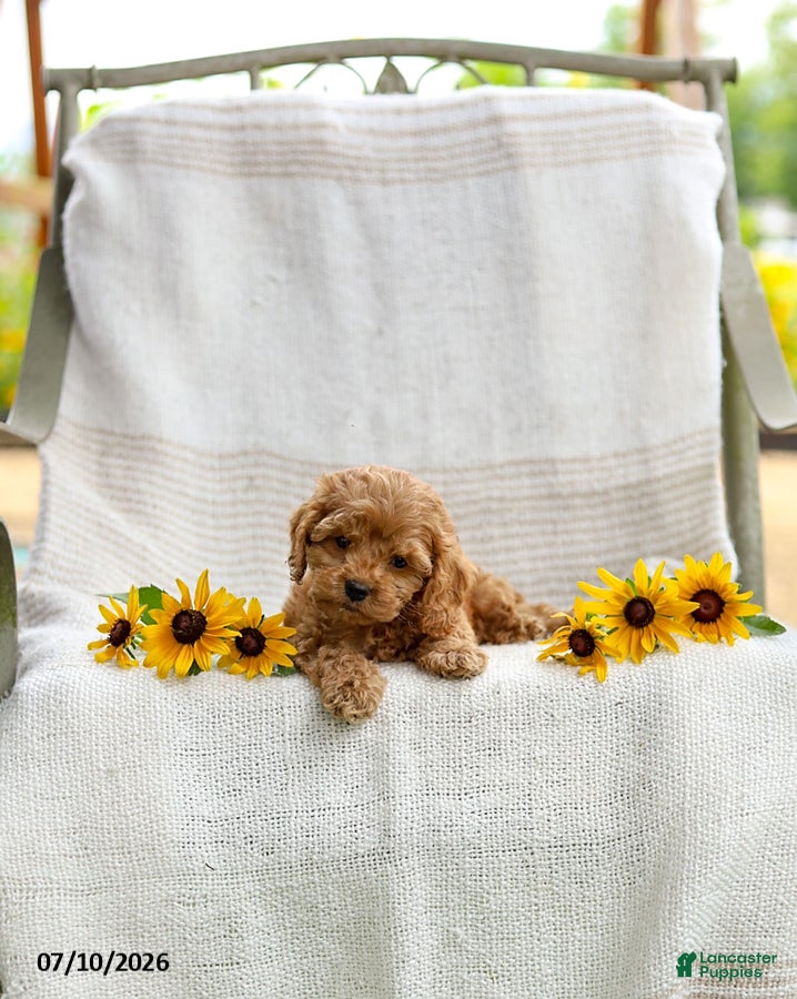 Cockapoo dogs Curtis - Ad 2