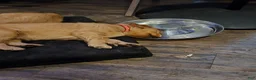 Golden Retriever dogs for sale: Clyde - Ad 3