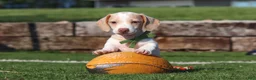 Miniature Dachshund dogs for sale: Jackson - Ad 10