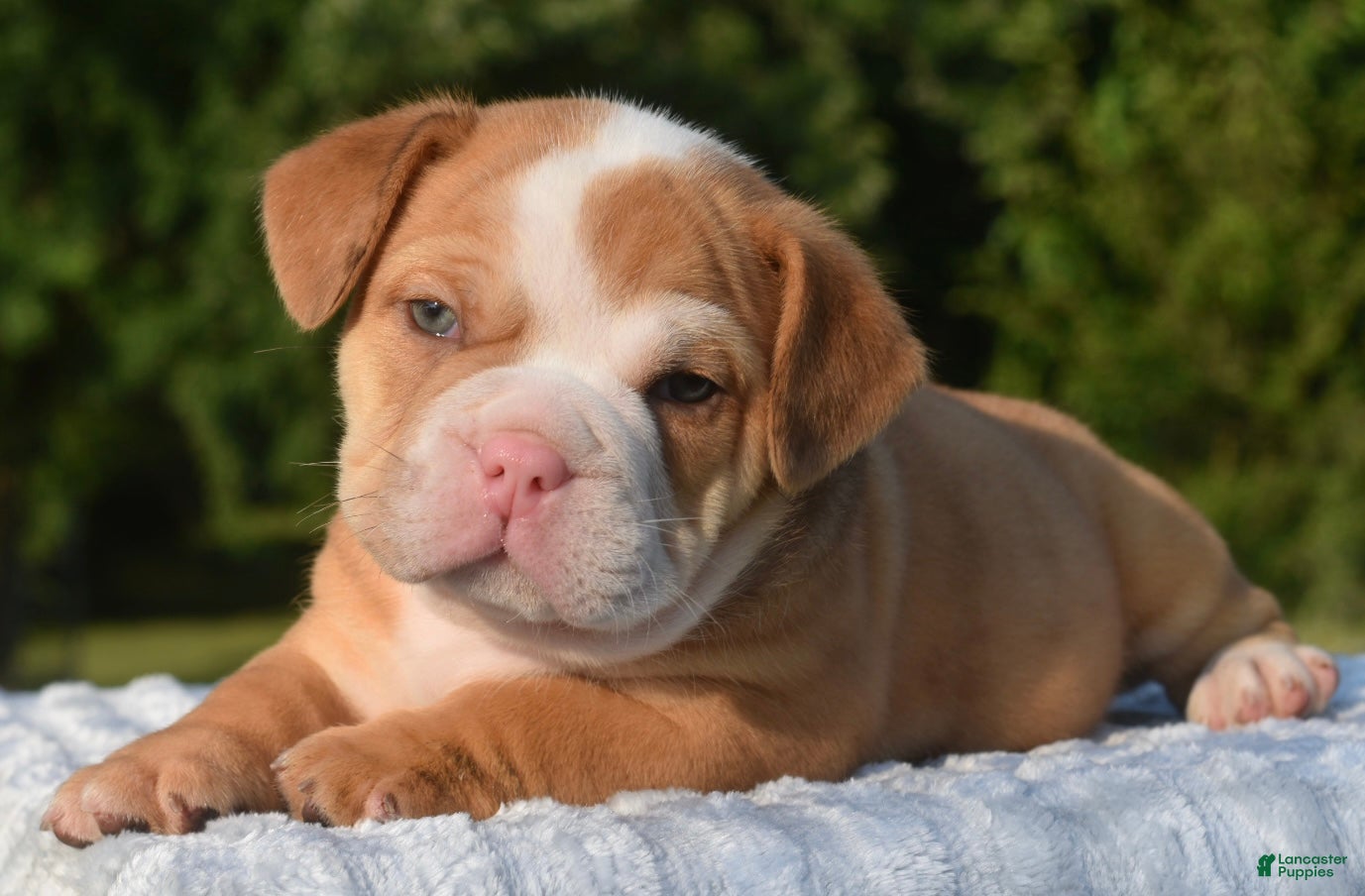 Mixed Breed dogs Tank hybrid bulldog puppy - Ad 1