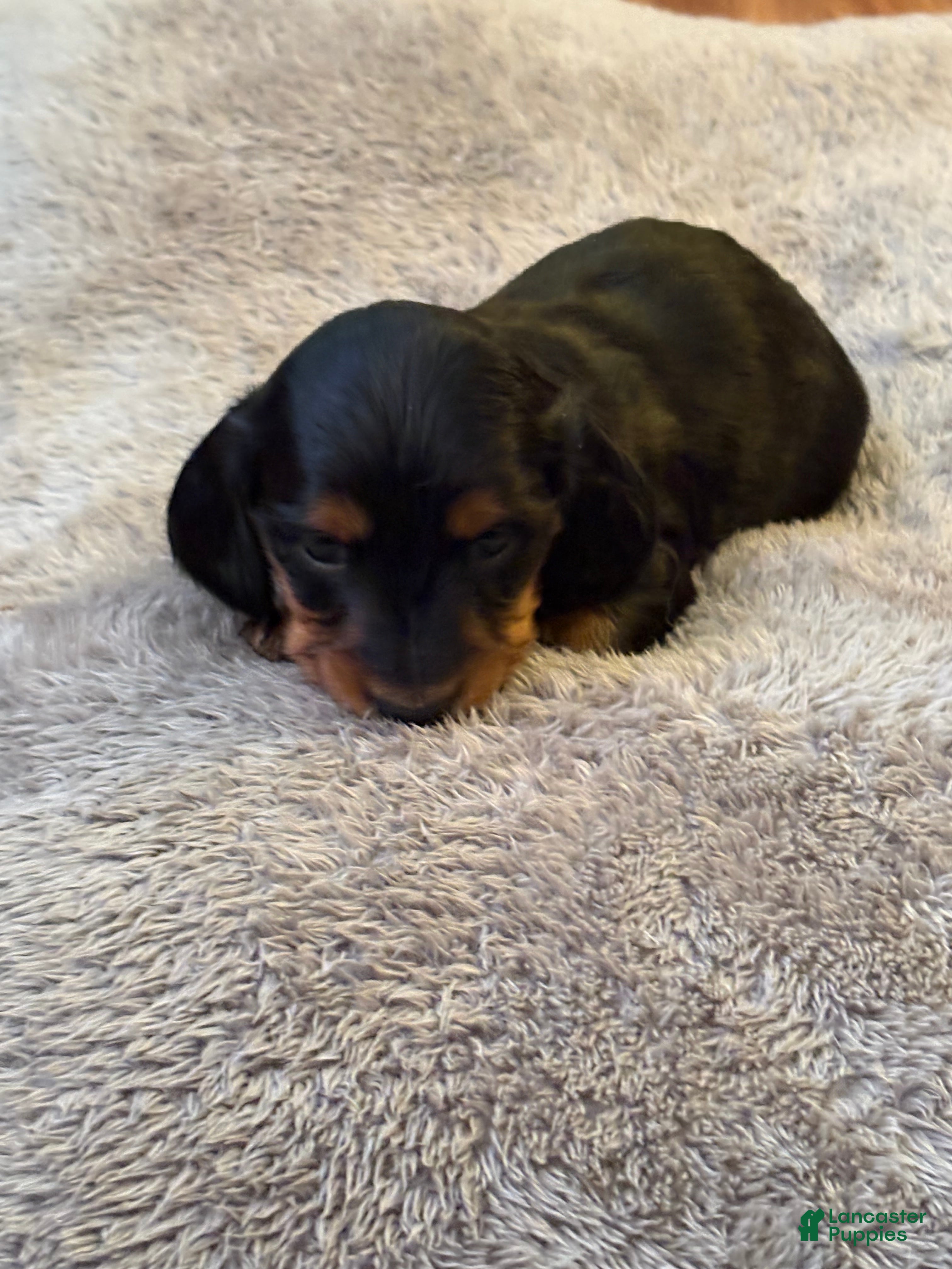 Miniature Dachshund dogs Winter  - Ad 9