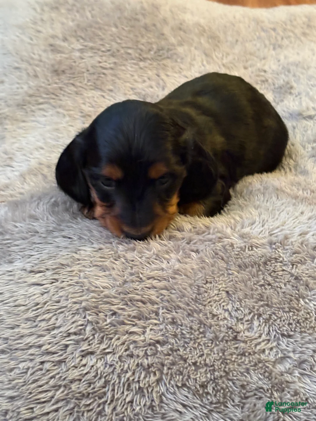 Miniature Dachshund dogs for sale: Winter  - Ad 1