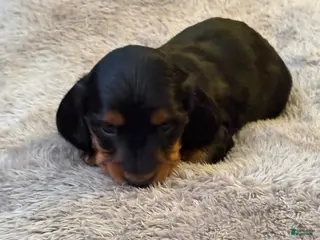 Miniature Dachshund dogs Winter - Ad 9