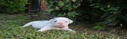 English Bulldog dogs for sale: Skye - Ad 4
