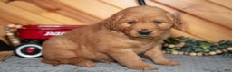 Golden Retriever dogs for sale: Bruno - Ad 1