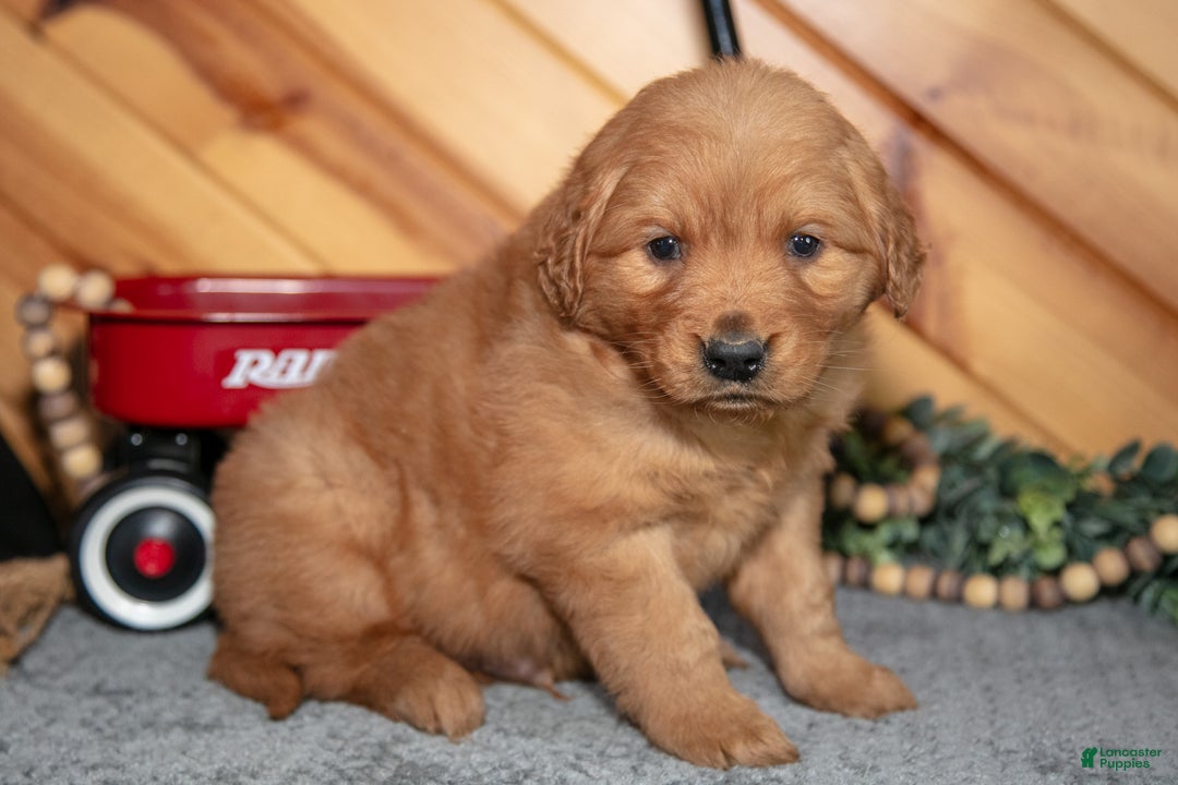 Golden Retriever dogs for sale: Bruno - Ad 1